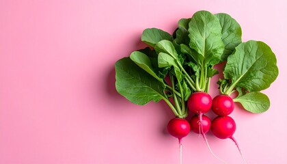 Fresh Radishes with Vibrant Green Leaves on Pink Background.