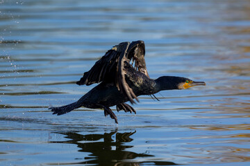 Cormor&aacute;n iniciando el vuelo