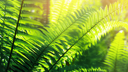 Green fern bush in the forest in warm light © Юрий Крылов