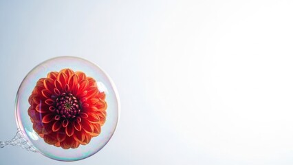 Vivid red and orange dahlia flower encased inside a clear iridescent soap bubble against a pale background