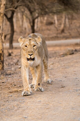 Fototapeta premium Lioness Queen of Gir Forest walking directly toward the camera along a dusty forest track.