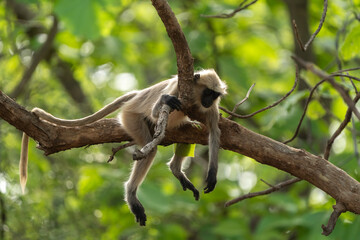 Gray langur monkey resting on a tree branch in a lush, green gir forest. © Sagirahmedkhan