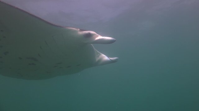 Reef manta ray (Mobula alfredi) swims from left to right, turns around, and meets two other manta rays.
