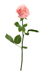 Fototapeta premium Pink rose with green leaves isolated on white