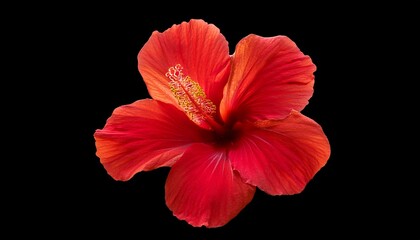 Vibrant Red Hibiscus Flower Detailed Close Up Isolated On For Beauty And Nature Photography
