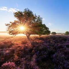 Beautiful sunrise light though a tree with heather