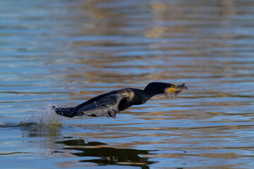 Cormor&aacute;n iniciando el vuelo