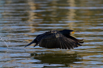 Cormor&aacute;n iniciando el vuelo