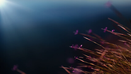 Grass and flowers on blue background in the mountains