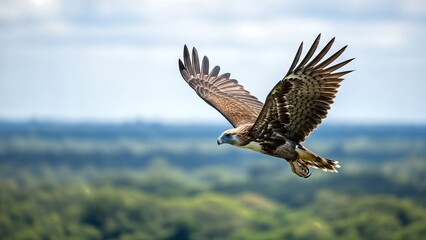 Obraz premium Majestic Bird of Prey in Flight Over Natural Landscape Marine Endangered Species Photos