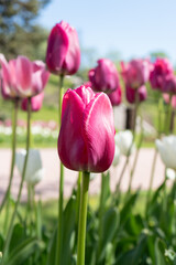 Obraz premium Close-up of a group of pink tulips in bloom in an outdoor garden, with green foliage and a blue sky in the blurred background.