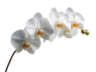 Elegant White Orchid Flowers 