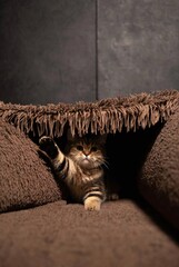Adorable Playful Cat Relaxing on Cozy Couch in a Warm Interior Setting: Furry Domestic Pet in a Contentment Hideaway with Textured Shadows and Striped Fur