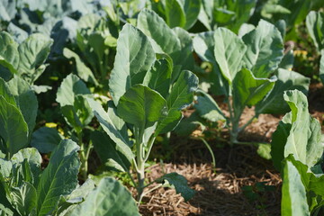 Chinese kale plants growing in a vegetable field, fresh green leaves in sunlight, representing healthy crops and sustainable farming