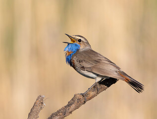 Bluethroat, Luscinia svecica. The male bird sings, ruffling the feathers on his chest