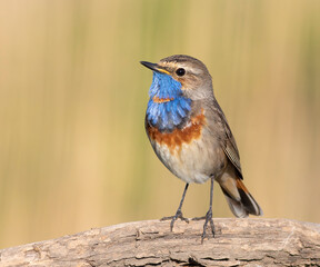 Bluethroat, Luscinia svecica. Close-up of a bird sitting on a branch, flat background