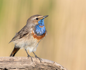 Bluethroat, Luscinia svecica. Close-up of a male bird on a branch, beautiful background