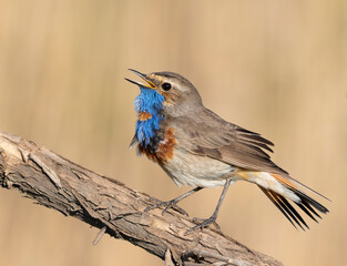 Bluethroat, Luscinia svecica. The male bird sings, ruffling his feathers
