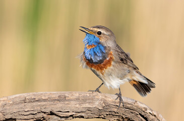 Bluethroat, Luscinia svecica. The male bird sings, ruffling his feathers