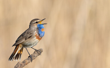 Bluethroat, Luscinia svecica. The male spreads his tail like a fan and sings, space for text