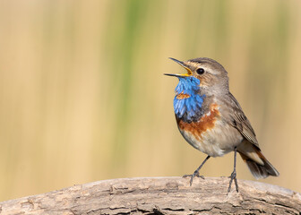 Bluethroat, Luscinia svecica. Close-up of a male bird singing while sitting on a branch