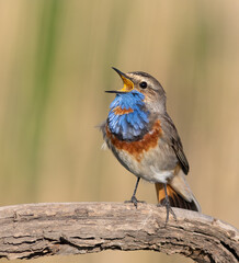 Bluethroat, Luscinia svecica. A beautiful bird sings while sitting on a branch, a lovely background