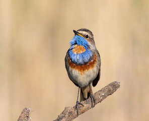 Bluethroat, Luscinia svecica. Close-up of a male bird sitting on a branch on the riverbank