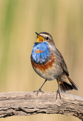 Bluethroat, Luscinia svecica. Close-up of a male bird singing while sitting on a branch