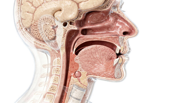 Isolated anatomical model revealing upper airway structures with transparent layers emphasizing soft palate height and tongue base in a sleepinduced narrowed pharyngeal passage.