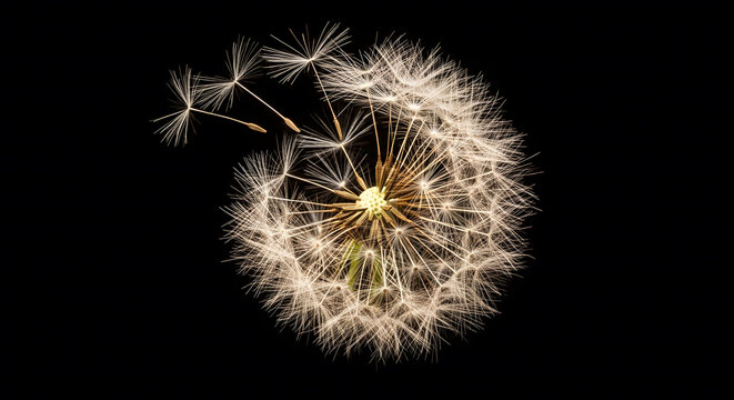Close-up of dandelion seed head with floating pappus seeds again - Powered by Adobe