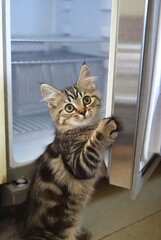 Adorable Tabby Kitten with Striped Fur Playfully Yawning in Refrigerator: Curiosity and Mischievous Behavior of Indoor Domestic Pet Cats in Home Kitchen