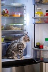 Curious Tabby Cat Exploring Kitchen Refrigerator: Playful Feline's Mischievous Indoor Adventure Near Fridge for Snacks and Meals at Home
