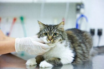 Cute Tabby Cat at Veterinary Clinic: Comprehensive Pet Health Checkup and Grooming by Skilled Veterinarian and Vet Technician