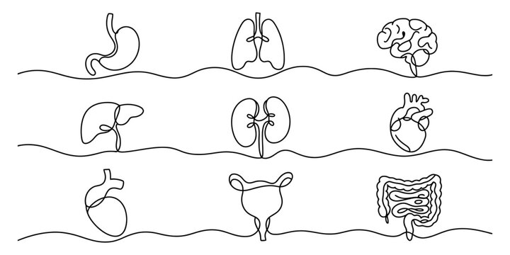 Continuous line art drawing of various human internal organs on a white background Vector, illustration