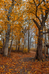 Fototapeta premium Fall Foliage in New England