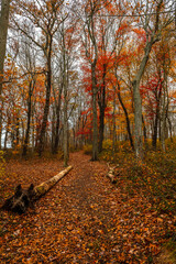 Fall Foliage in New England