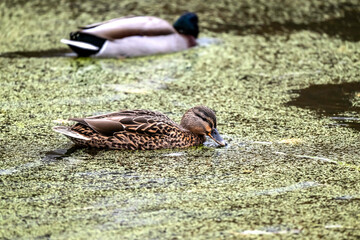 Water Fowl in New England