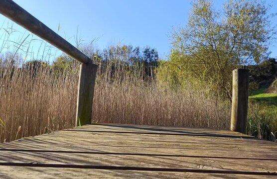 Wooden pier on a lake surrounded by reeds and cattails swaying in the wind under a clear blue sky in La Arboleda Bizkaia Spain