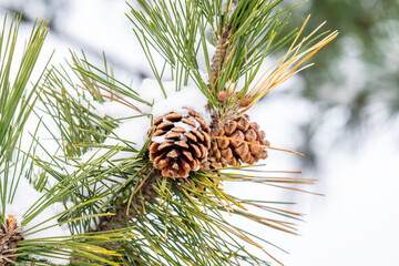 Christmas pine in the snow