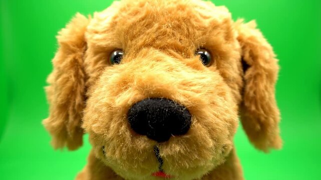 Isolated stuffed golden retriever dog toy sitting patiently on a flawless bright green screen background for easy compositing and removal of the key color play, background, childhood