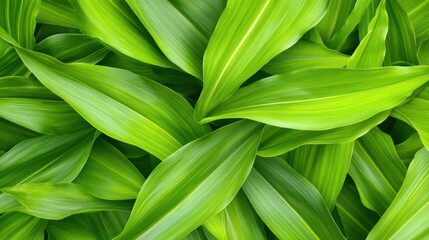 Green leaves pattern