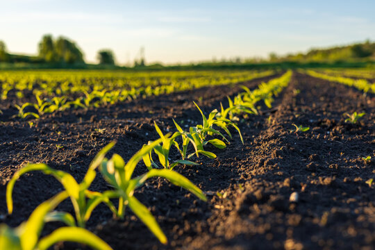 Corn seedlings are seen sprouting in neat rows across a dark soil field as the sun rises and lights up the plants