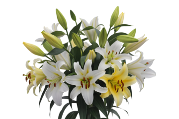 Easter sunday white and yellow lilies bouquet isolated on transparent background