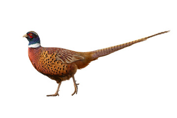 pheasant isolated on transparent background