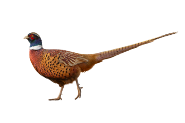 pheasant isolated on transparent background