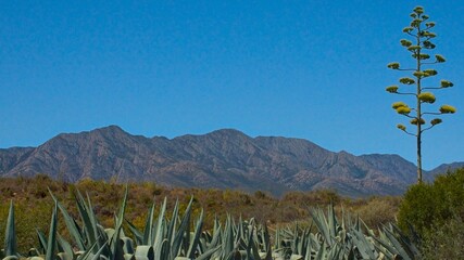 Flowering American aloe.