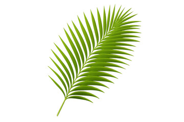 Obraz premium Lush green palm leaf frond with simple design on a transparent background for tropical and exotic themes