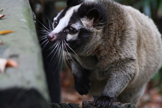 Masked Palm Civet with Prominent Whiskers Photographed Outdoors in Japan