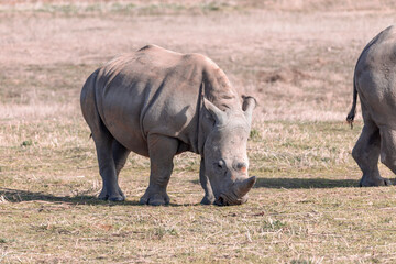 Obraz premium Fossil Rim Wildlife Center, a wildlife park in Somervell County, Texas, USA.