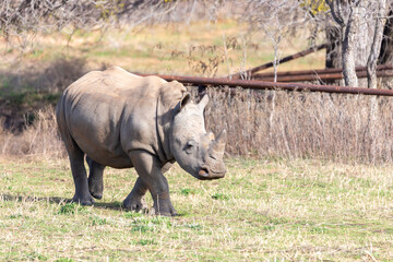 Fototapeta premium Fossil Rim Wildlife Center, a wildlife park in Somervell County, Texas, USA.